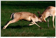 Fallow Deer 7